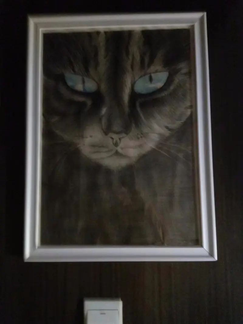 猫猫