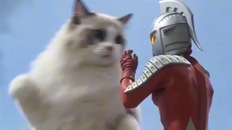 布偶猫大战赛文奥特曼