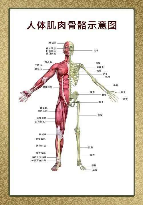 动漫,人体,参考