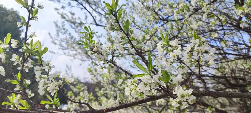 闲聊茶馆,花