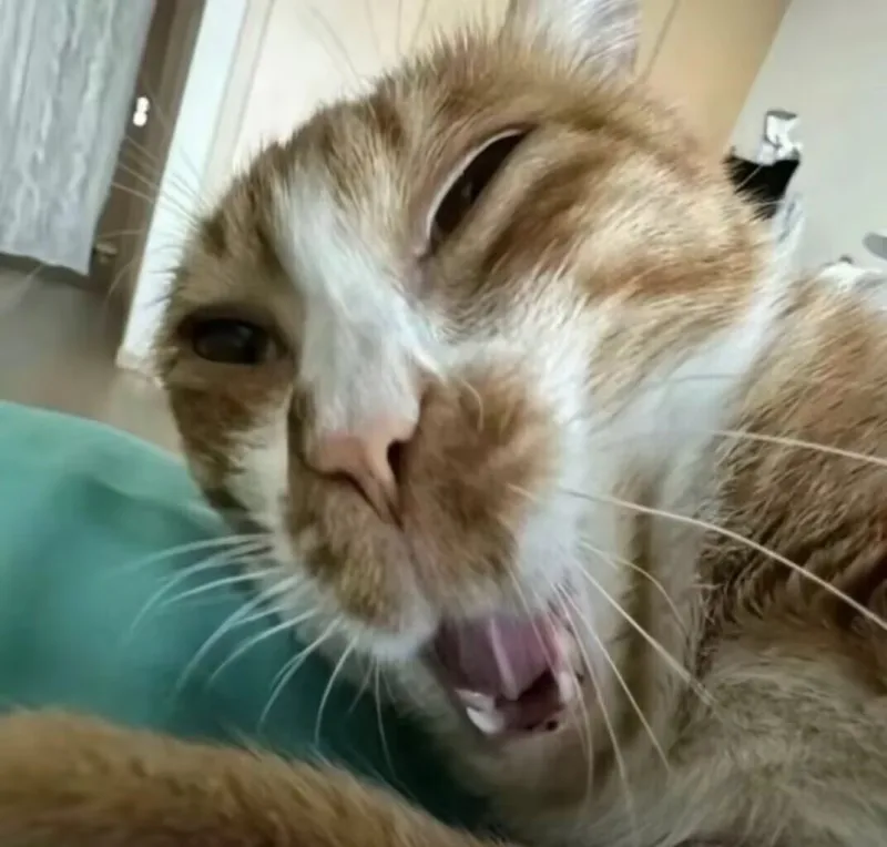 可爱,猫咪,awsl