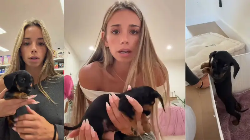 美女小姐姐救助小小一只腊肠犬，小小的也很可爱
