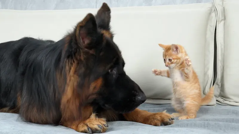 小奶猫“袭击”德国牧羊犬