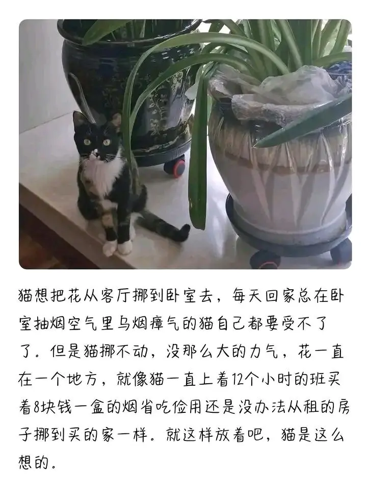 猫,文学,meme图,合集,温馨,治愈
