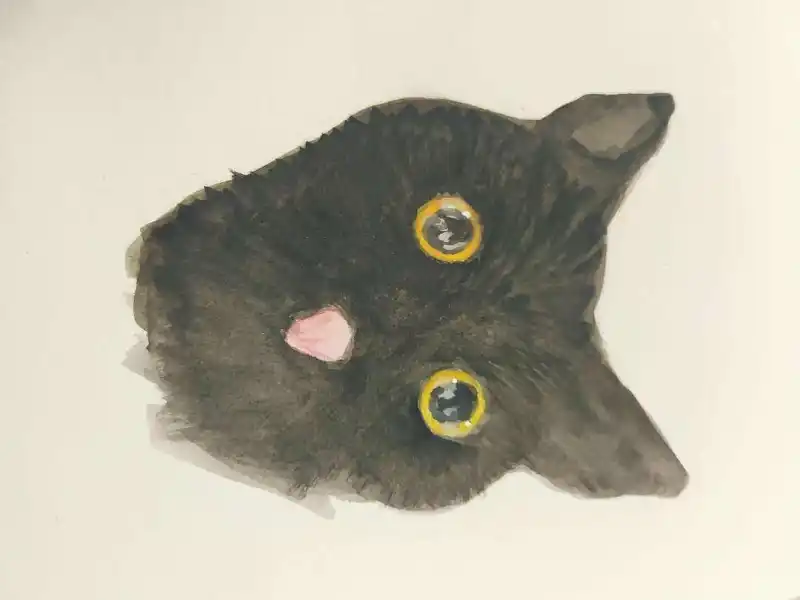 猫猫