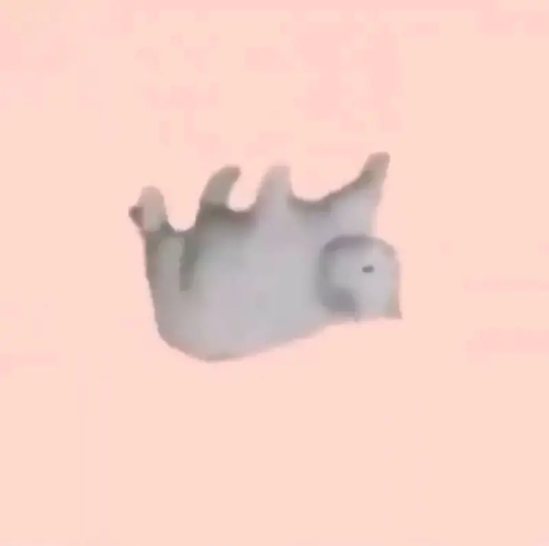 cat meme