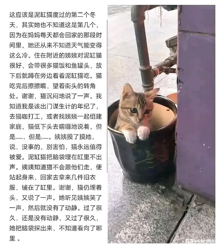 猫,文学,meme图,合集,温馨,治愈