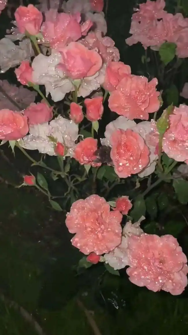 “记得说爱我”