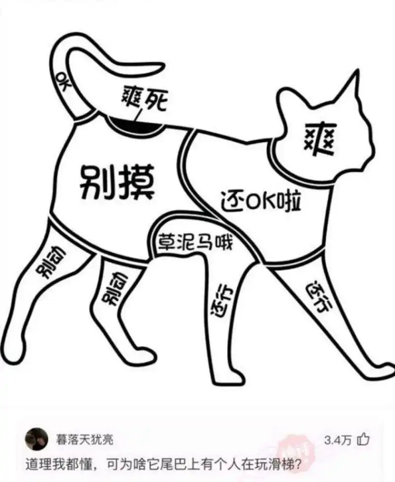 请找出图一的猫猫