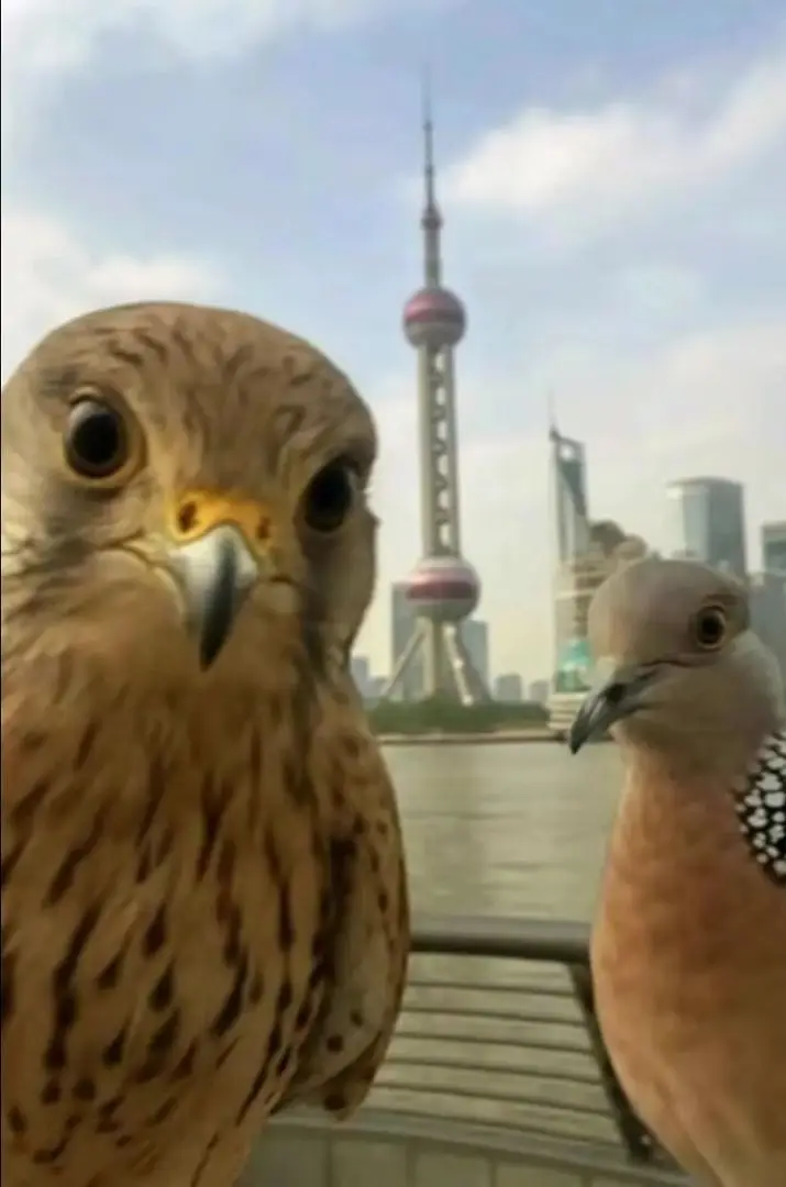 教你把deepseek调教成珠颈斑鸠咕