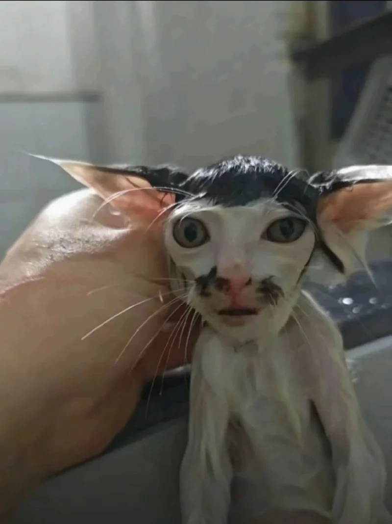 可爱,猫咪,awsl