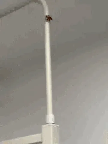 动图,GIF,meme