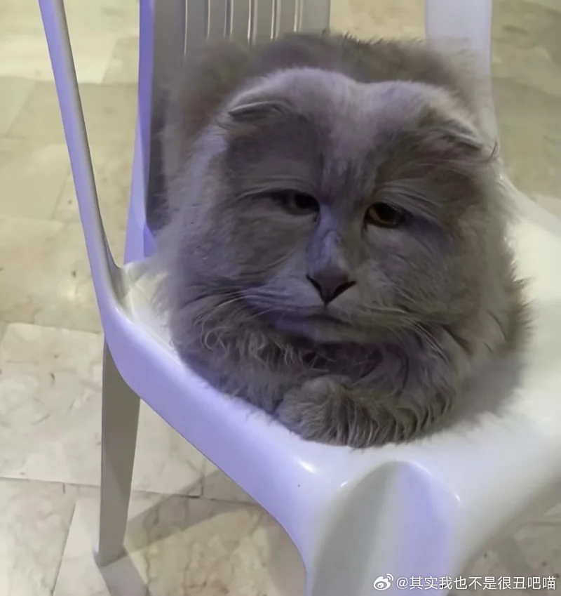可爱,猫咪,awsl