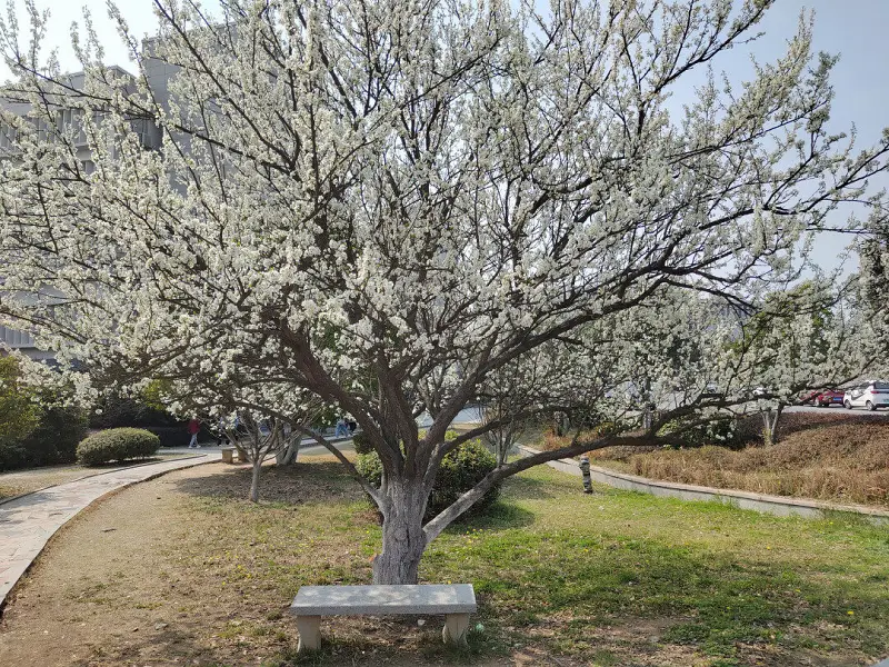 闲聊茶馆,花