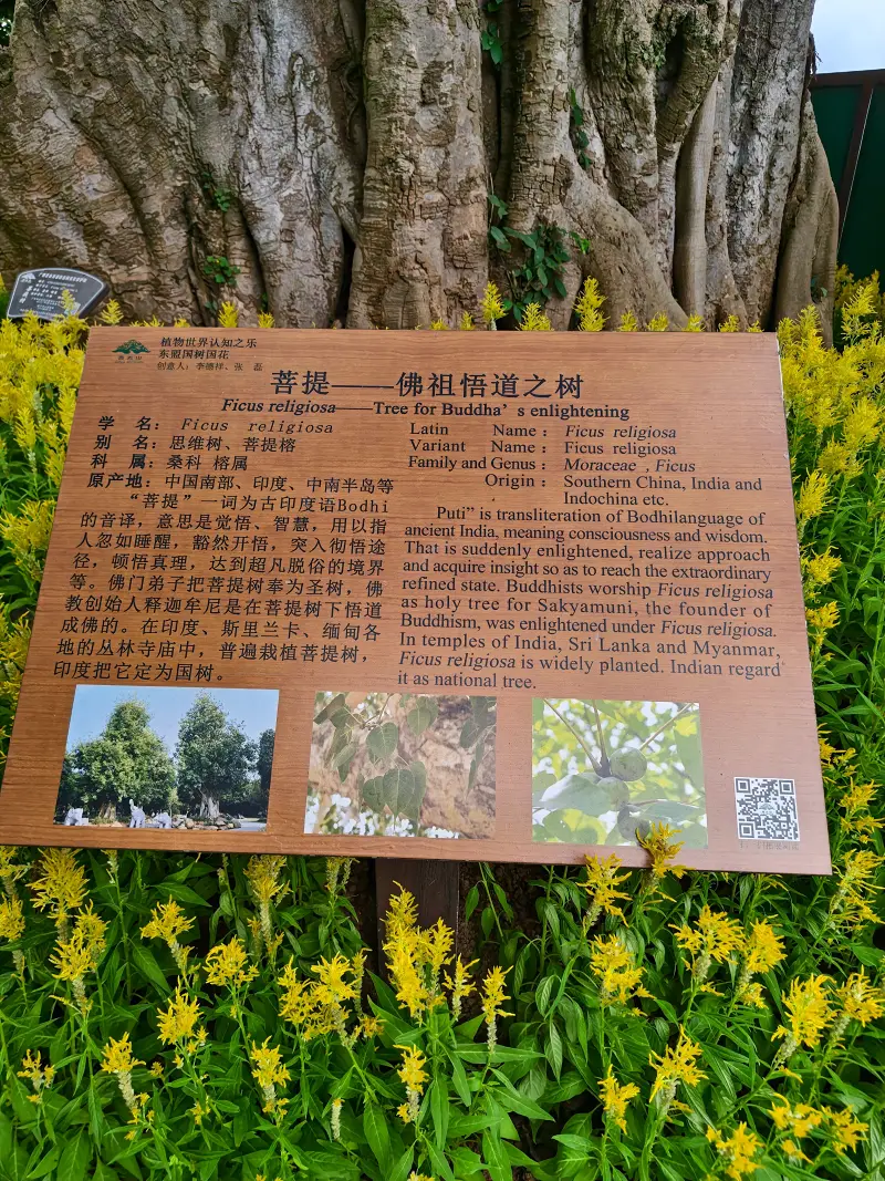 青秀山,三街两巷,特种兵般的旅游