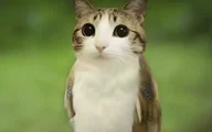 喵頭鷹