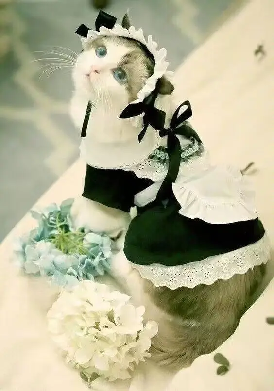 猫猫