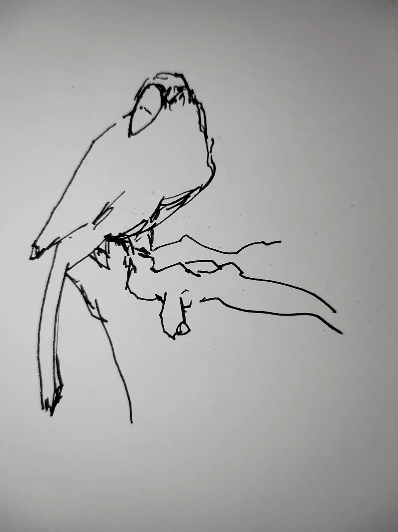 动物,钢笔画,写生