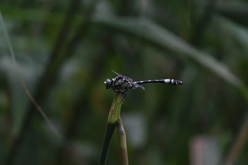 北京,蜻蜓,昆虫