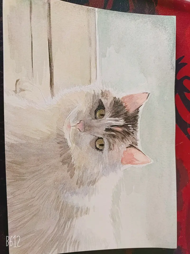 猫猫