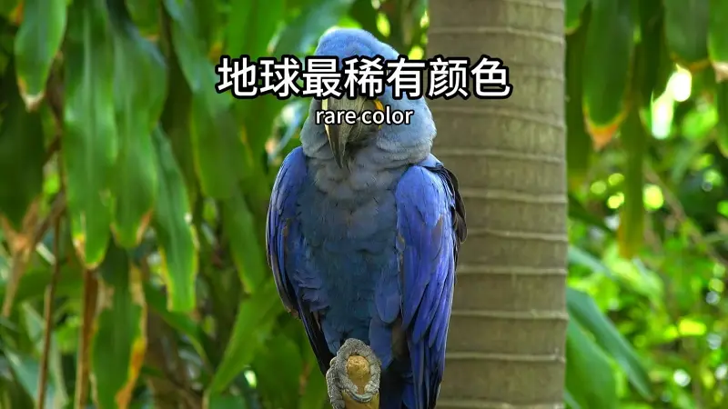 紫色是自然界最少见的颜色