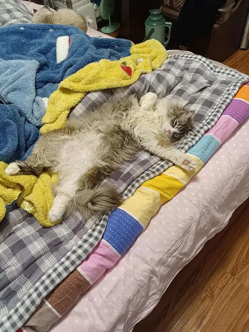 猫