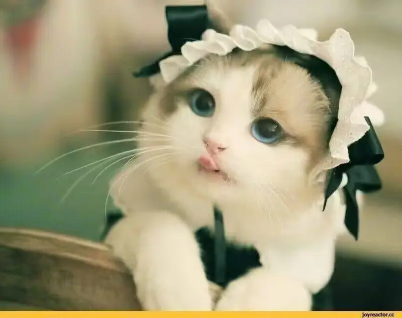 单身久了看只猫都眉清目秀