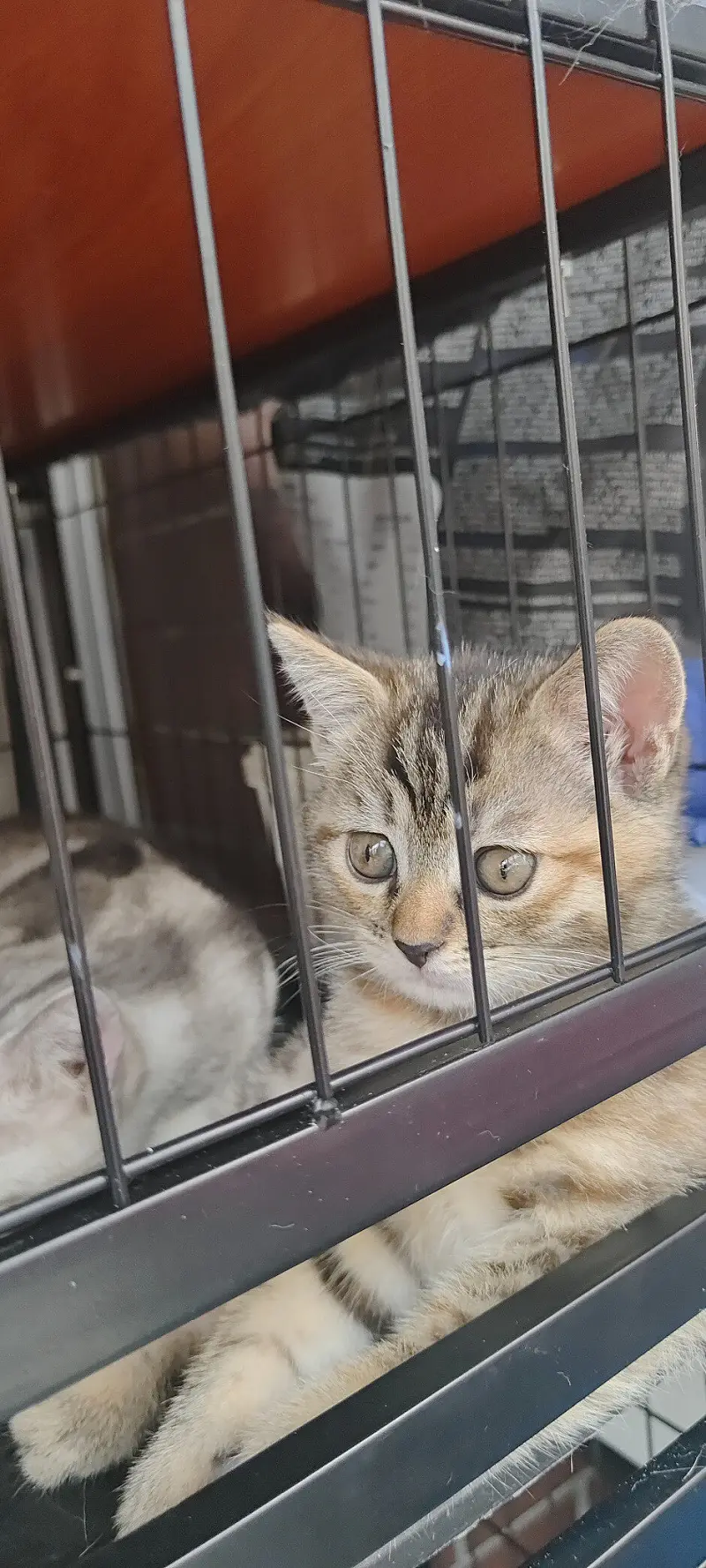 闲聊茶馆,猫猫,猫,猫猫猫