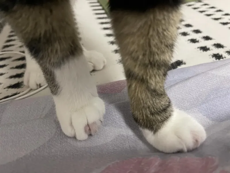 美足