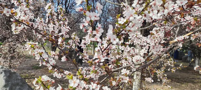 闲聊茶馆,花