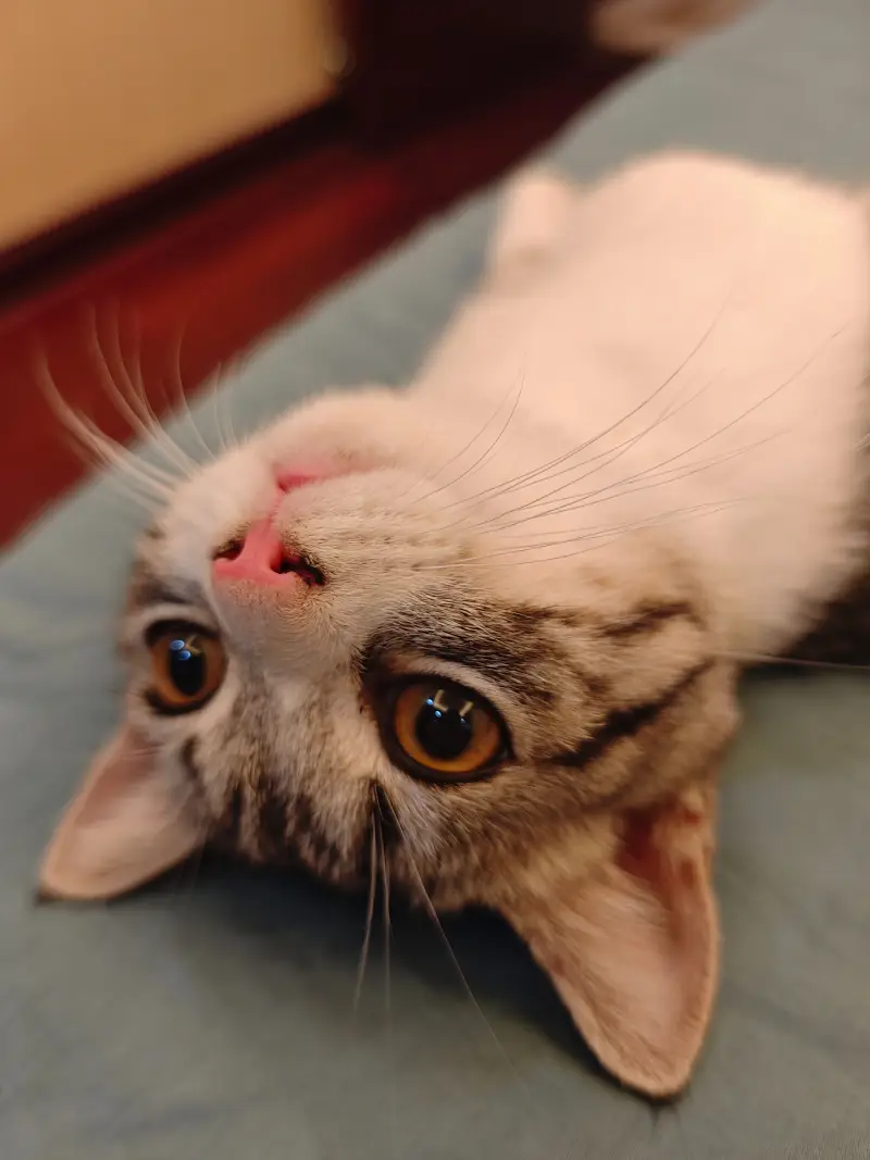 猫猫