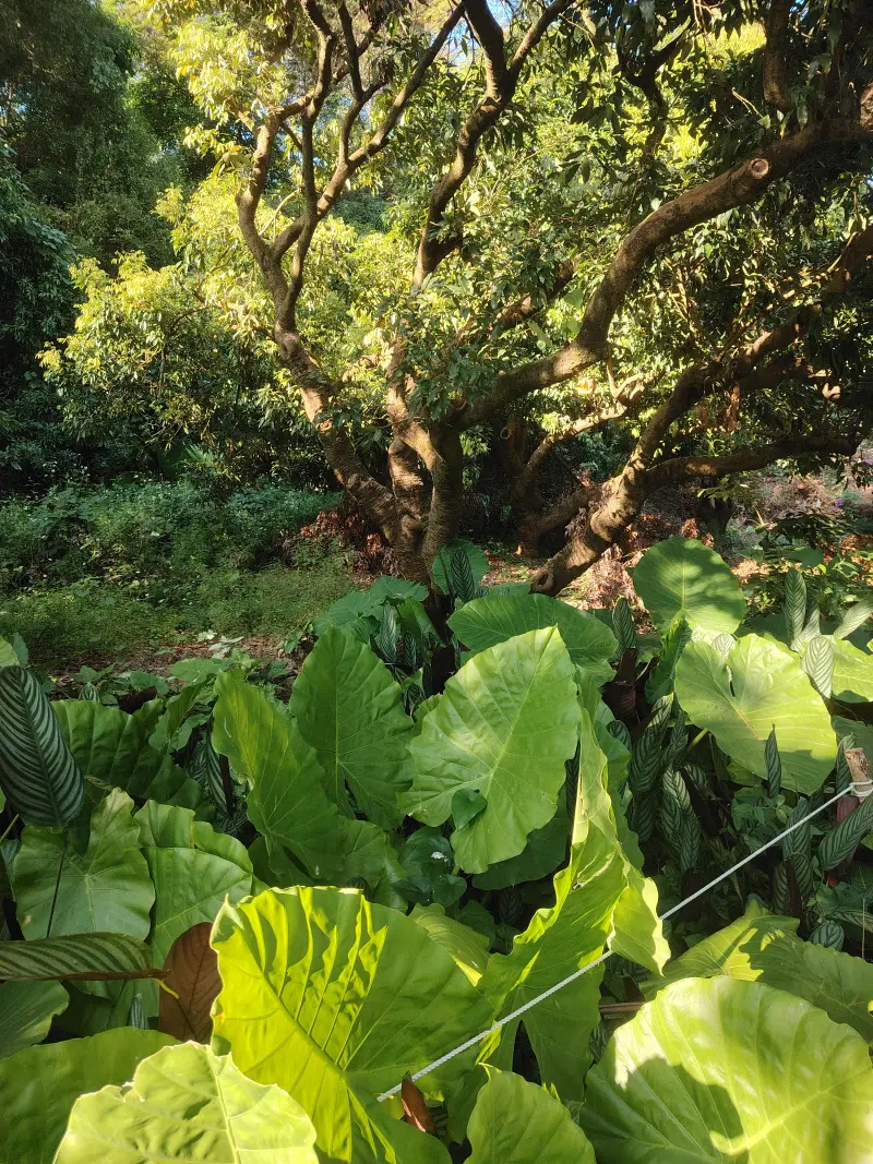 生日,琪露诺,立冬