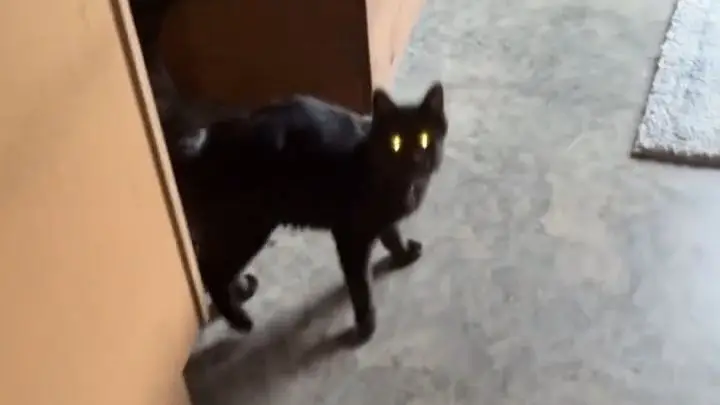 小猫虽然闯祸了，但是变成了闪亮猫猫