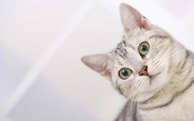猫咪猫咪