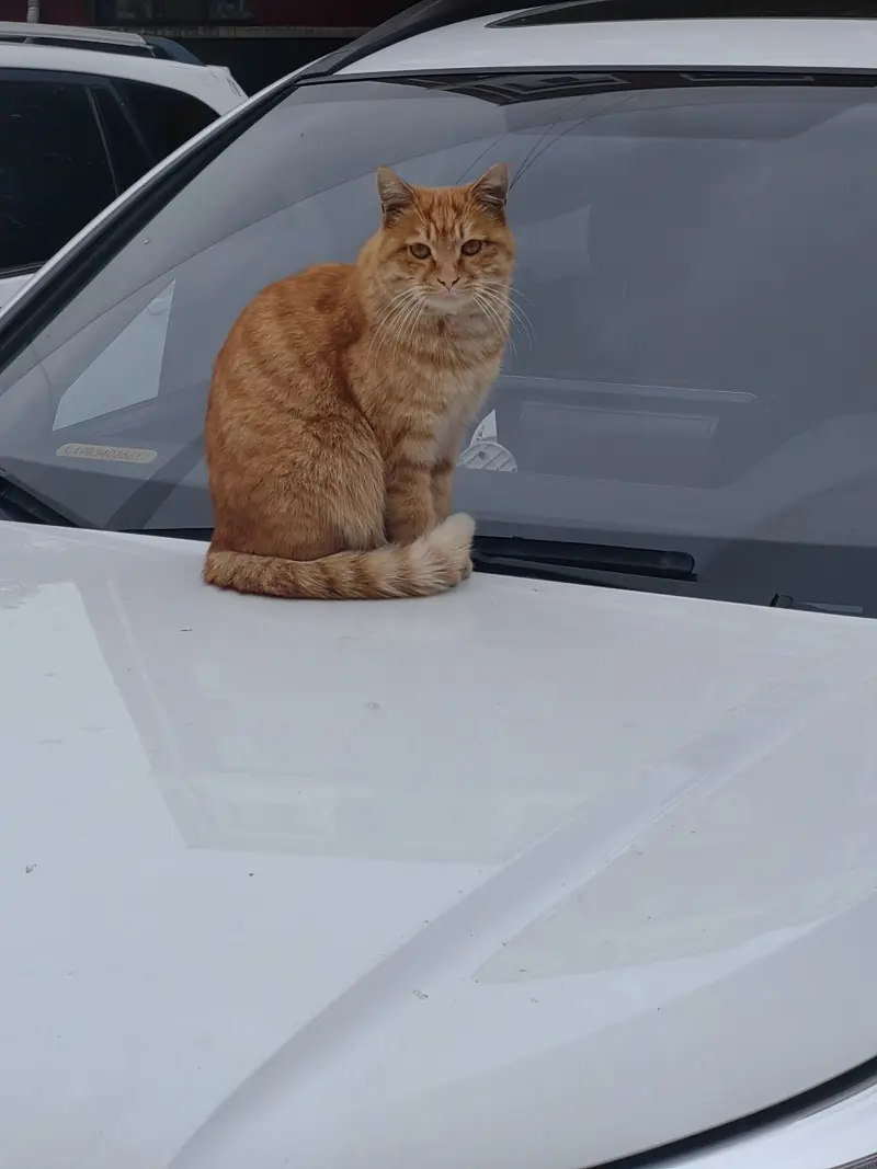 猫猫,可爱