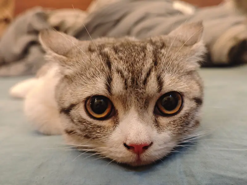 猫猫虫