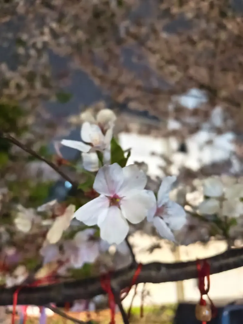 去看樱花