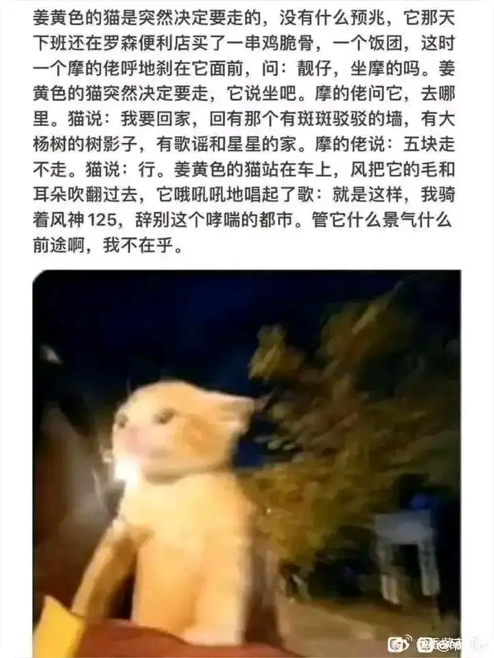 猫猫文学收集