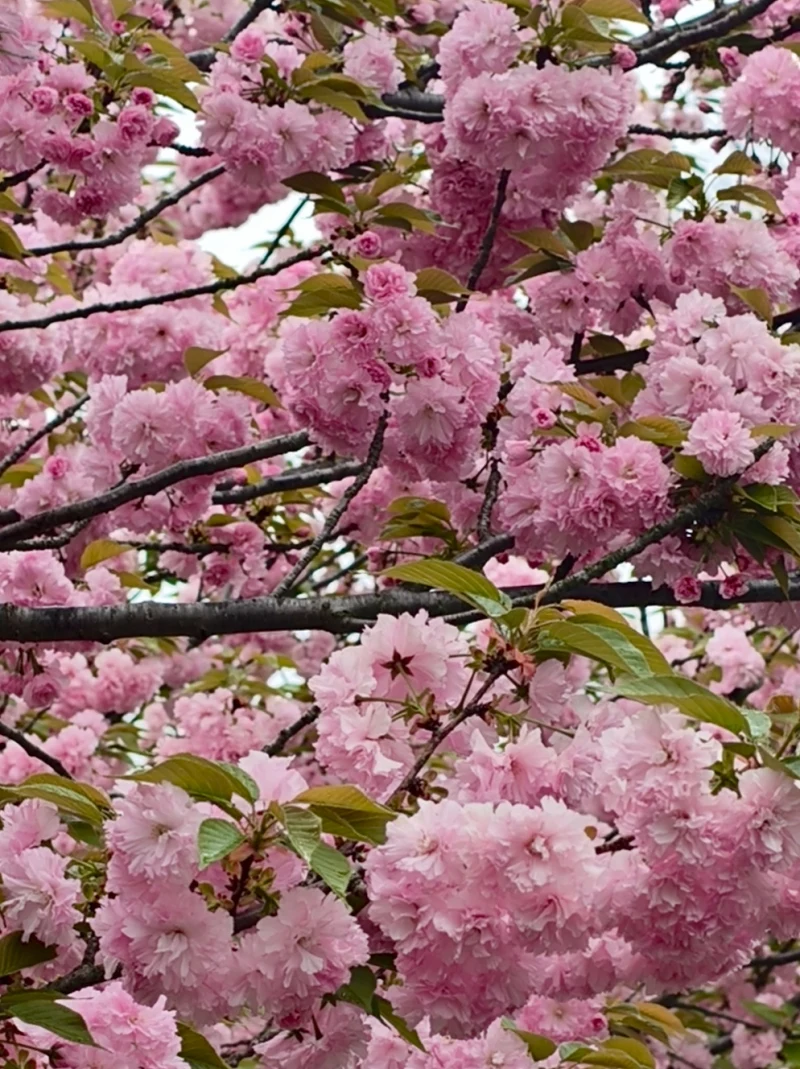 顾村公园的樱花