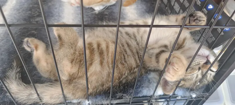 闲聊茶馆,猫猫,猫,猫猫猫
