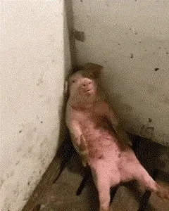 动图,GIF,meme,梗图