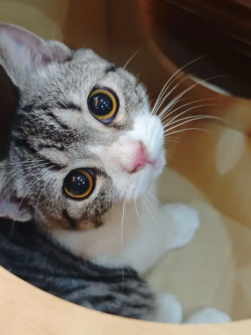 猫猫,喵喵喵