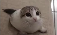 海貓