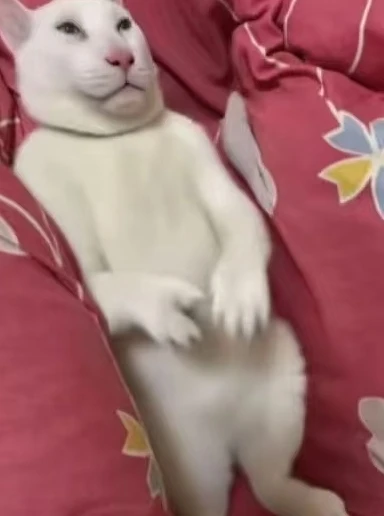 可爱,猫咪,awsl