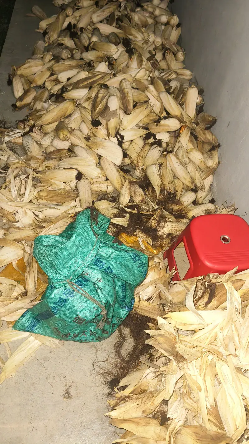 将玉米棒和玉米叶分开到第二天拿玉米棒去晒太阳