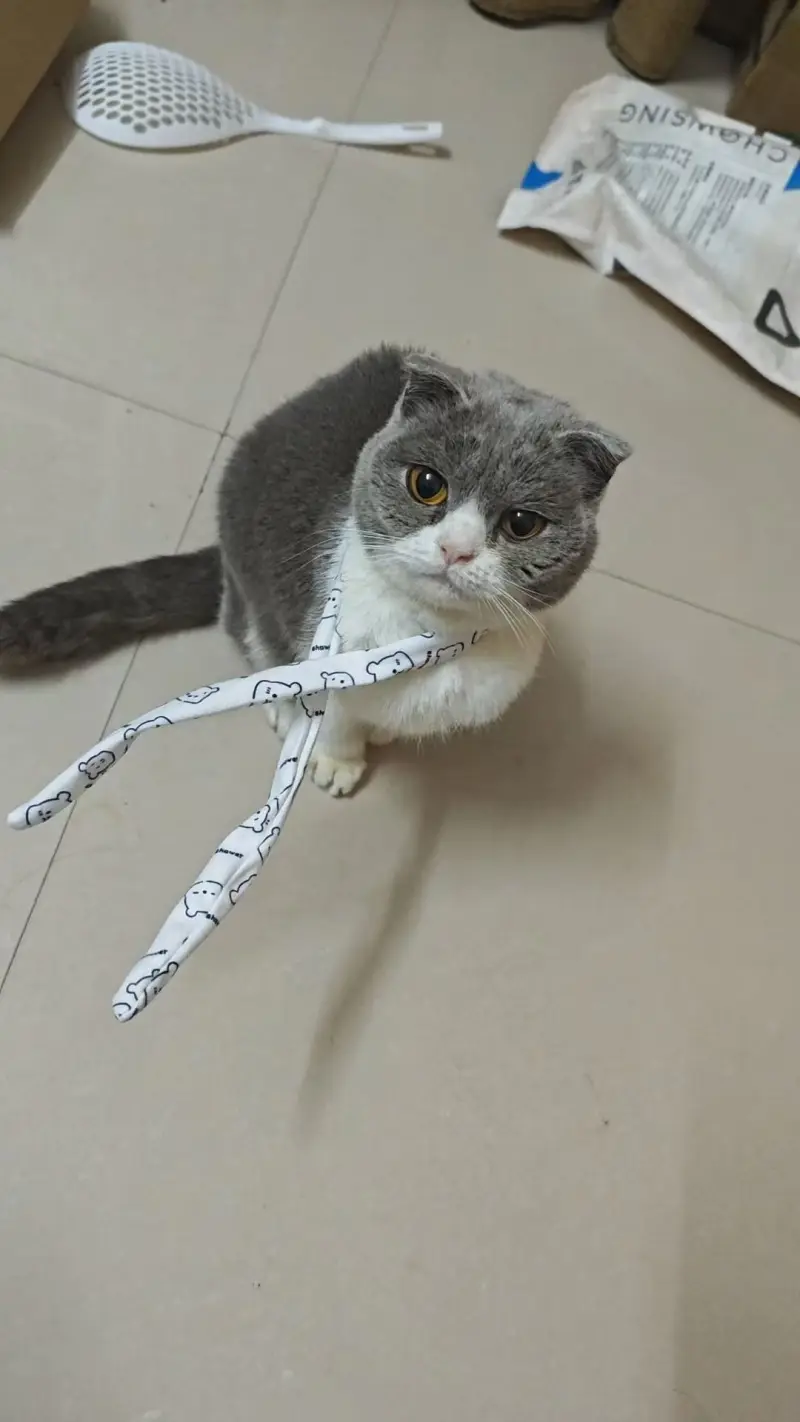 在M站就是要发小猫～