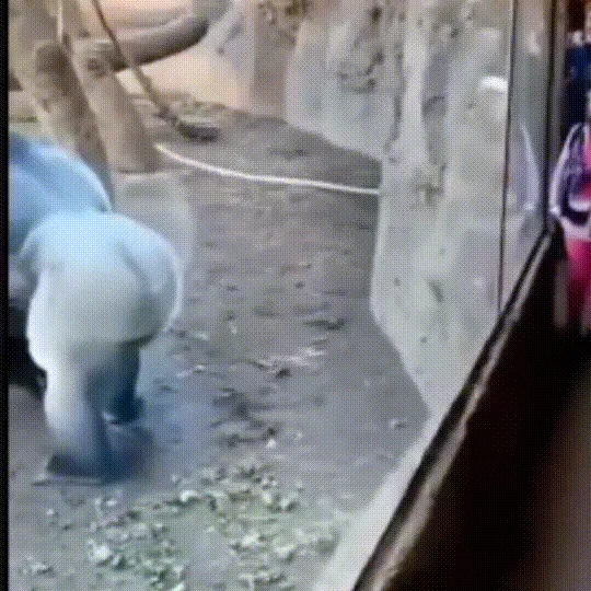动图,GIF,meme