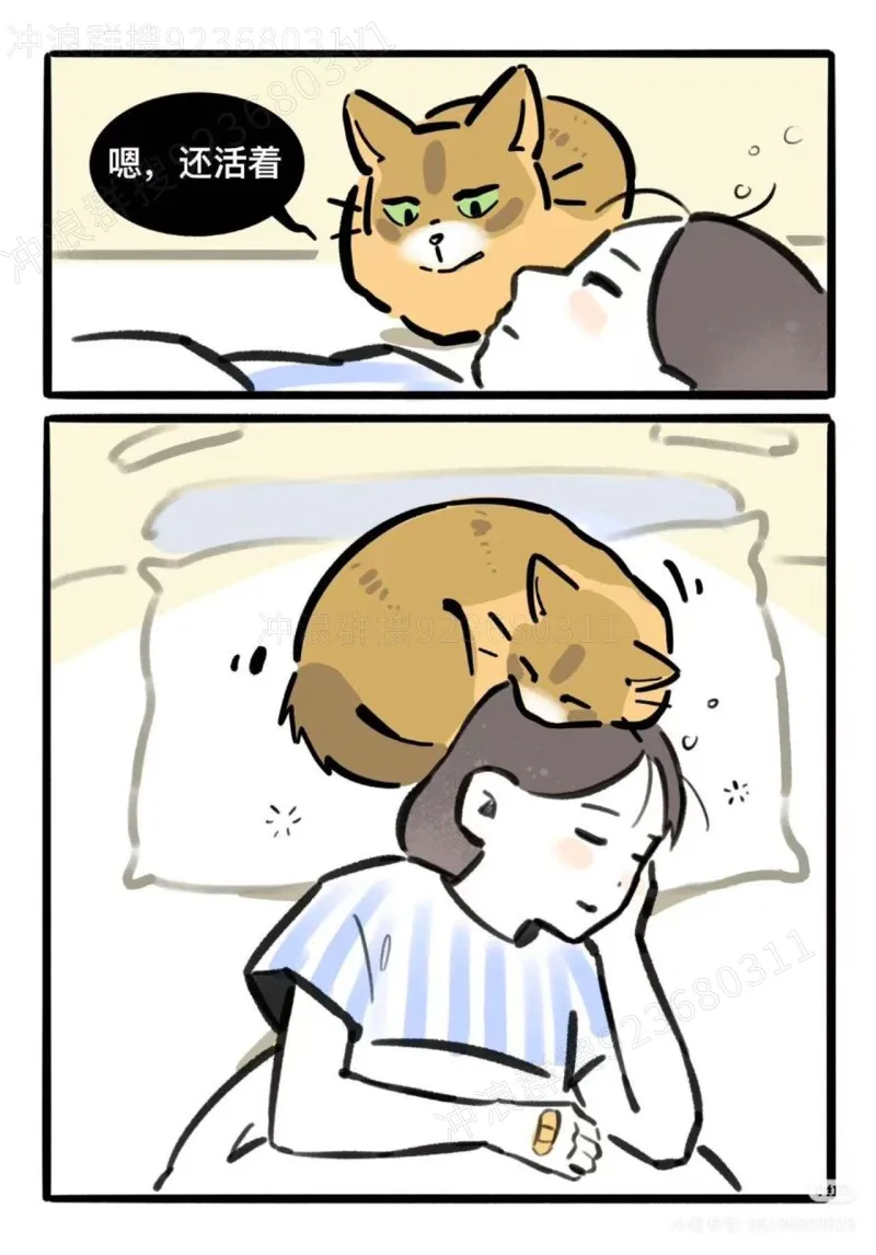 猫,故事