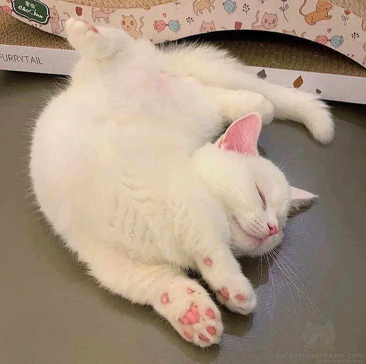猫猫刚刚睡醒~