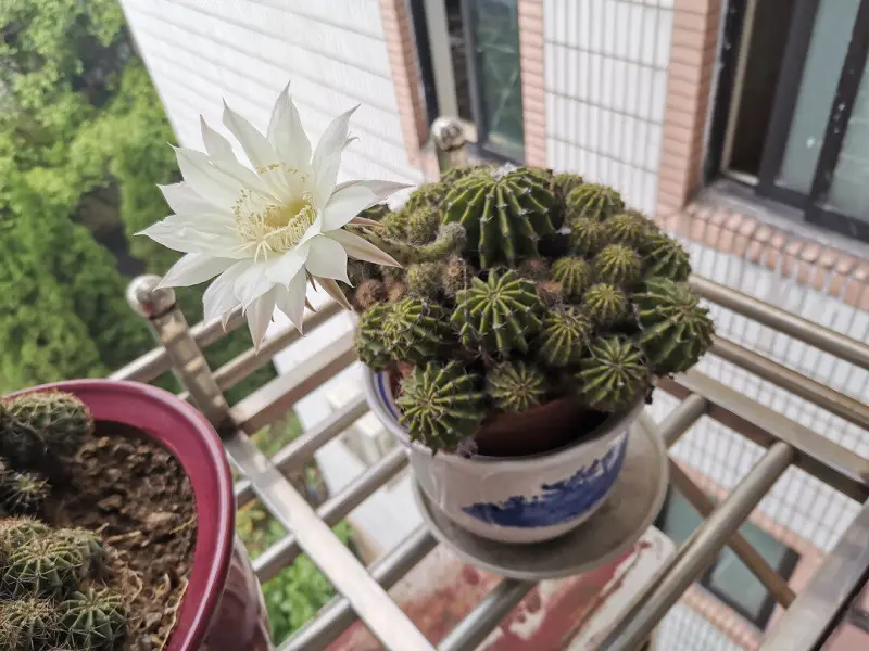早上好